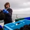 « Il y en a de plus en plus dans le coin » : dans le Finistère, il plonge pour pêcher des oursins