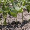 C’est la saison des semis : cinq gestes indispensables pour vos haricots nains