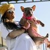 5000 Dollar Preisgeld: Es gibt einen neuen "hässlichsten Hund der Welt"