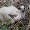 Ernstig bedreigde gier uit Blijdorp groeit op bij pleegouders in ARTIS