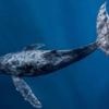 Oceans cannot become 'wild west', warns UN chief