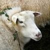 « Un phénomène exponentiel », des cas de fièvre catarrhale ovine avérés dans le Calvados et l’Orne