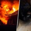 Zeven brandweermannen trotseren vuur om kat Tom te redden: ‘Hij stinkt naar rook, maar leeft nog’
