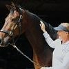 Dressage rider left in a wheelchair after pack of dogs let off the lead by their walker spooked her horse wins £500k payout