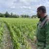 « Tout est mort, qu’est-ce qu’on fait ? » Avec l’orage, ces agriculteurs normands ont tout perdu