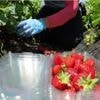 Blattläuse auf Erdbeeren: Mit diesem Hausmittel halten Sie die Schädlinge fern