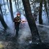 Incendie en forêt de Brocéliande : le feu est désormais « fixé »