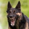 10 most aggressive dog breeds revealed in new study... with some surprising results