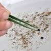 Une étude alerte sur les effets des microplastiques sur le cerveau et les capacités cognitives