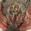 The birds so full of plastic they 'crack and crunch': Heartbreaking images lay bare the devastating impact of Earth's pollution