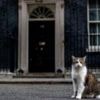 Cats ruled out as Parliamentary pest controllers