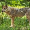 Wolvenpaar op de Veluwe met welpen blijkt broer en zus te zijn