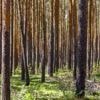 Waldbrände in Brandenburg: Künftig weniger Wege für die Feuerwehr?