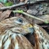 "J'ai mis la sauce" : sur les traces des empoisonneurs d'animaux sauvages en France