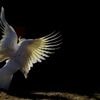 Filmpjes van dansende kaketoes helpen weten­schappers begrijpen wat deze vogelsoort bezielt