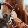 Jonge ruiter overlijdt na tragisch ongeval op ponytoernooi in Sint-Lenaarts