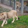 Pfleger stirbt bei Attacke: Zoo-Mitarbeiter in Safaripark in Bangkok von Löwen getötet