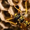 Radioactive wasp nest found at old US nuclear weapons site