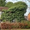 Home overgrown by trees, weeds and ivy is finally cleared up after 40 years in the undergrowth
