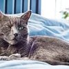 Purr-sonal assistant needed! Job advert offering £65 an hour for someone to cat sit goes viral as role includes playing it classical music on Fridays and visits to Harrods
