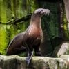 Deel Pairi Daiza tijdlang afgesloten na paringspoging van mannelijke zeeleeuw: “Vrouwtje wou niet”
