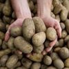 Landwirtschaft: Massive Ernteausfälle durch Pflanzenkrankheit Stolbur