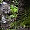Kind mit Bisswunden in Klinik: Niederlande melden Wolfsangriff auf Sechsjährigen