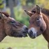 Paarden gebruiken gezicht om speelgedrag en nieuwsgierigheid te tonen