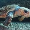 Biodiversité : comment l'île de Zakynthos tente de concilier préservation des tortues de mer et tourisme