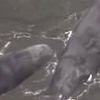 Four whales that beached in Japan could have been stranded by huge earthquake that triggered tsunami warning, say experts