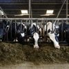 Boerin uit Erp mag koeien niet meer ’s nachts melken en stapt naar de rechter: ‘Compleet onzinverhaal’