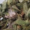 What is Fusarium graminearum, the fungus US authorities say was smuggled in from China?