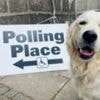 Voters go to the polls in Hamilton by-election