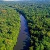 Une militaire française meurt écrasée par un arbre en Guyane