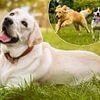 Vet reveals the 10 signs your dog really loves you (or if they're just after more treats!)