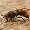 There really ARE more wasps this year! Driest spring in 132 years plus summer heat has boosted number of colonies, experts say