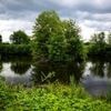 Kurioses: Entwarnung: Alligator-Video nicht aus Vechta