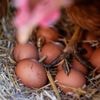 Eggs are less likely to crack when dropped on their side, according to science