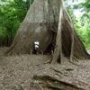Tropischer Regenwald: Baumringe verraten, was sich im Amazonas verändert