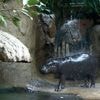 Aktionswoche im Berliner Zoo: Verabschiedung von Zwergflusspferd Toni beginnt
