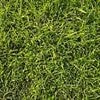 Tricky optical illusion sees frog camouflaged in the grass - can you spot it in 30 seconds?
