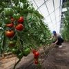 États-Unis. Les tomates mexicaines visées par 17 % de droits de douane