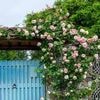 Cinq idées pour installer des rosiers grimpants dans votre jardin