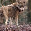 Bang voor de wolf? Het idee van de mens als ‘eetbaar wezen’ is kennelijk onverteerbaar