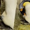 KIJK. Pasgeboren koningspinguïn komt piepen in Pairi Daiza