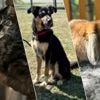 Prutske, Sky en Momo wachten nog, maar al meer dan 7.600 andere dieren vonden dit jaar een nieuwe thuis via adopteereendier.be