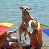 Zehn interessante Spandau-Themen : Hunde, Camper,  Straßennamen - was heute Thema im Rathaus wird