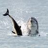 It's Jack the Flipper! Killer dolphin on the loose in British waters murders shark and baby dolphin