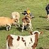 Shocking moment helpless hiker is viciously trampled by raging herd of cows after 'taunting one with walking stick' on Chinese hillside