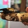 Bugs are popular pets in nature-loving Japan, buzzing with lessons about ecology and species